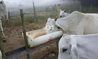 Imagem 4: Fazenda para Venda em Santo Antônio de Pádua, Morro Grande
