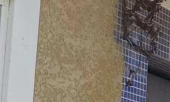 Imagem: Casa de condomínio à venda com 2 dormitórios