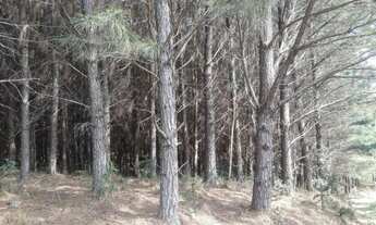 Imagem 5: Fazenda 103 alqueires a Venda em Agua Doce/General Carneiro/Palmas