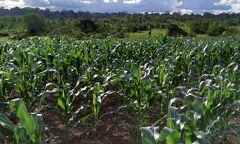 Imagem 2: Fazenda em rorainopolis