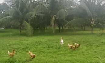 Imagem 4: Sítio em Itacoatiara com 15.000m²