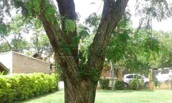 Imagem 4: Rural Chácara sem Condomínio em São Carlos