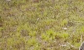 Imagem 3: Vende-se esse terreno com 8 tarefas com escritura passando o calçamento em frente