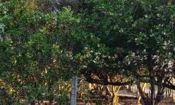 Imagem 4: Terreno area Rural em São Carlos
