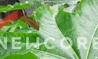 Imagem 2: Lote em Rua Maçaranduba - Alves Dias - São Bernardo do Campo/SP