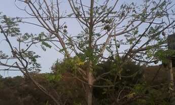 Imagem 3: Chacara Com Pomar /18 Minutos MAJOR PRATES/SAIDA PIRAPORA