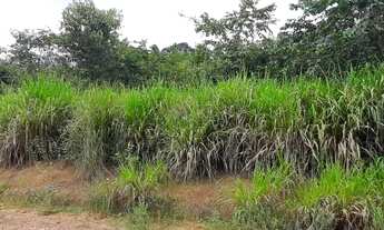 Imagem 5: Vende-se Fazenda no Município de Placas-PA