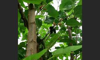 Imagem 5: Casa 4/4 , 2 suíte tipo mini chácara, no Marcos Freire