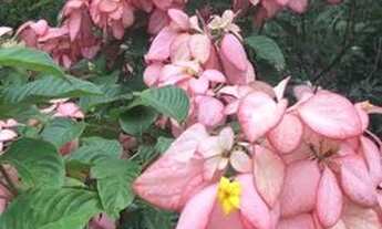 Imagem 7: Casa de condomínio para aluguel tem 300 metros quadrados com 4 quartos