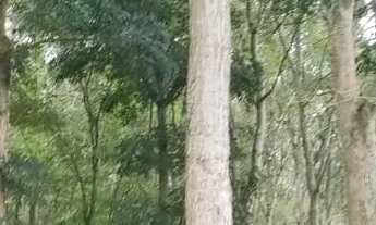 Imagem 5: Rodovia Am 010, Área Rural com 1.500ha com 106ha de mogno Amazônico