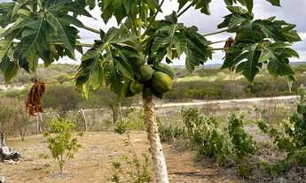 Imagem 5: SÍTIO NO LOTEAMENTO RECANTO DA VIRACAO- RUY BARBOSA