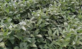 Imagem 2: FAZENDA RURAL em PARANAPANEMA - SP, PARANAPANEMA