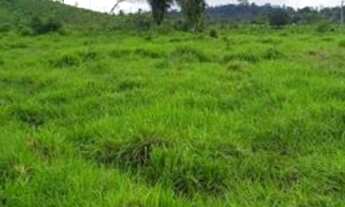 Imagem 3: Fazenda com 25 alqueires, com 19 alqueires de Pastos - Novo Repartimento - PA