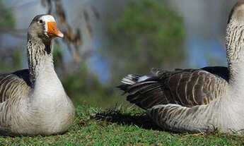 Imagem 6: Terreno residencial à venda, Aldeia da Serra, Residencial Morada dos Lagos, Barueri