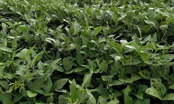 Imagem 5: FAZENDA RURAL em PARANAPANEMA - SP, PARANAPANEMA