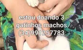 Imagem 2: Doa_se gatinhos para quem cuida