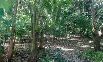 Imagem 4: Granja em oitizeiro