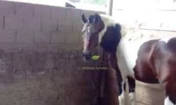 Imagem 4: Chácara com 1 dormitório à venda, 1000 m² por R$ 620.000 - Jardim Primavera - Itupeva/SP