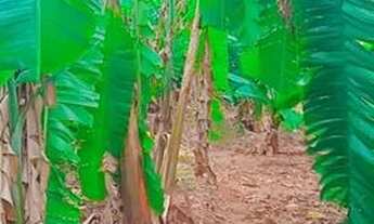 Imagem 2: Chácara barata Chácara com venda por R$160.000