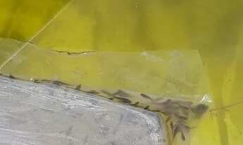 Imagem 2: Chácara em Cerro Azul