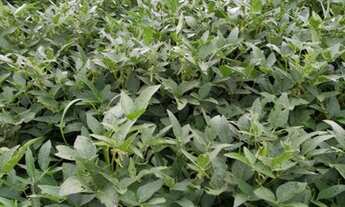 Imagem: FAZENDA RURAL em PARANAPANEMA - SP, PARANAPANEMA