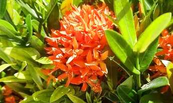 Imagem 3: CASA ALTO PADRÃO EM PONTA NEGRA