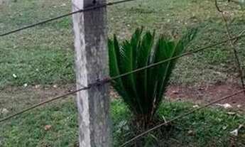 Imagem 5: Excelente chácara 30 hec - Douradina MS