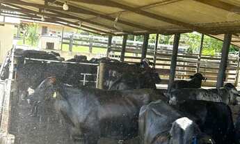 Imagem 6: Chácara em Varjão