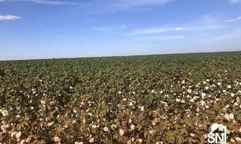 Imagem 4: FAZENDA COM FABRICA DE ÓLEOS VEGETAIS EM NOVA MUTU/ MT