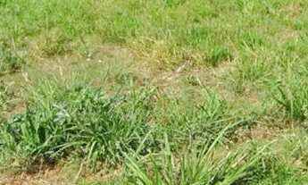 Imagem: Lote de esquina jardim Miramar