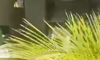 Imagem 7: Alugo casa por temporada