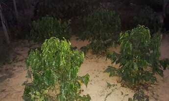 Imagem 7: Chacara Com Pomar /18 Minutos MAJOR PRATES/SAIDA PIRAPORA