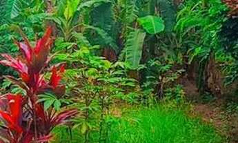 Imagem 3: Chácara barata Chácara com venda por R$160.000