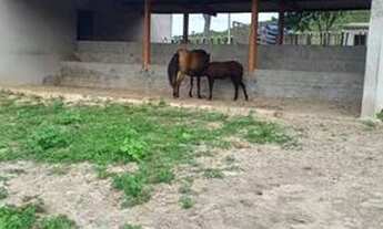 Imagem 4: Fazenda de 45 hectares em Tacaimbó