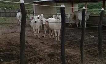 Imagem 3: Fazenda de 45 hectares em Tacaimbó