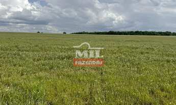 Imagem 3: Chácara 8.10 Alqueires (39.20 Hectares) Edealina - GO