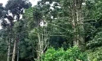 Imagem 5: Sítio / Chácara para Venda em Nova Petrópolis, Linha Araripe