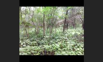 Imagem 7: Vendo fazenda na Barraria TO/MA