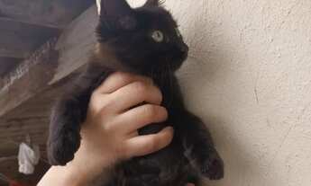 Imagem 3: Doa_se gatinhos para quem cuida