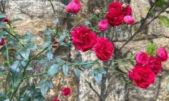 Imagem 6: São Caetano do Sul - Casa Padrão - Jardim São Caetano