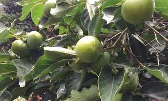 Imagem 6: Casa de condomínio para aluguel tem 300 metros quadrados com 4 quartos