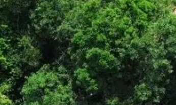 Imagem 4: Terreno à venda em Guarapari-ES: OPORTUNIDADE DE INVESTIMENTO MEIO LOTE BAIRRO PEROCÃO 144