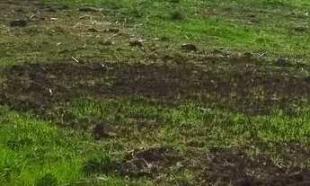 Imagem 6: Chácara com casa de alvenaria, terreno plano com 4.572m², poço industrial e árvores