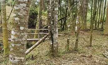 Imagem 4: Chacara belas Áreas Roseira Colombo/ Campina Grande do Sul