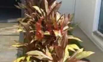 Imagem 5: Apartamento para Venda em Presidente Prudente, EDIFÍCIO RESIDENCIAL PRÍNCIPE DA GRÉCIA, 2