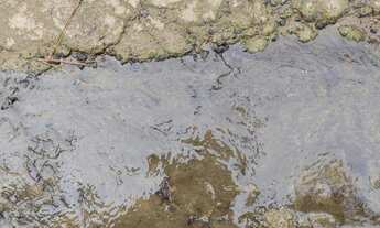 Imagem: Mini chacrinha potente nacsente 117 mil