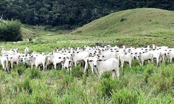 Imagem 2: Fabio Paes Imóveis - Fazenda de 33 alq (159.72 ha) com GEO - 70% plana