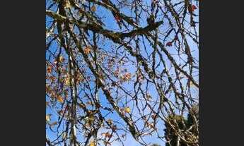 Imagem 7: Apartamento 3 Dormitórios - Bairro Bavária