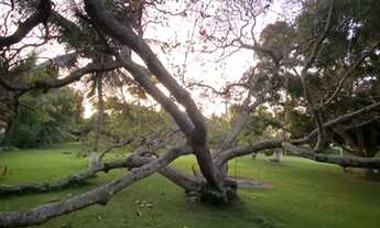 Imagem 7: Magnifica Chácara em Igarassu