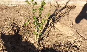 Imagem 5: Chácara PETROLINA DE GOIÁS